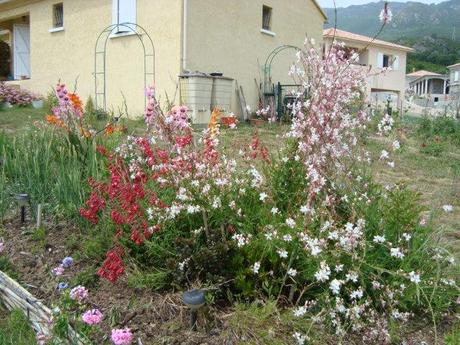 Culture en lasagnes. gaura-penstémon