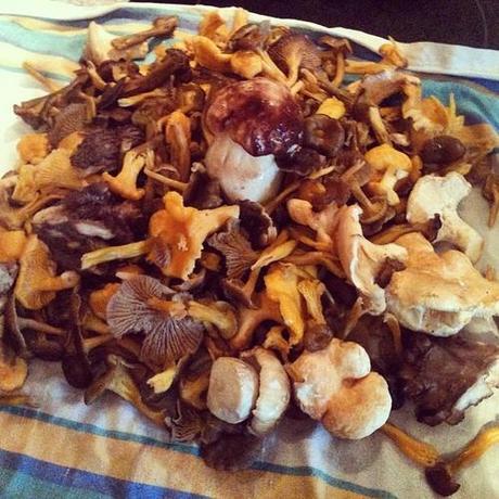 Picking of the day/cueillette du jour. đŸ�„đŸŒ˛đŸ˜‹#mushrooms #france #auvergne #woods #willdieorwillnotdie?