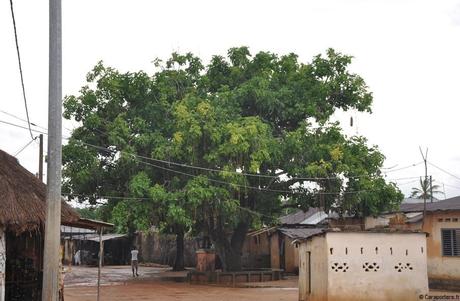 Ouidah : vestiges d’un périple initiatique Arbre du non retour