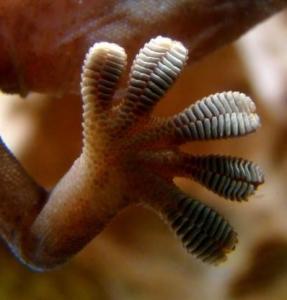 PLAIES HUMIDES: Le gecko inspire de nouveaux pansements – Journal of Applied Physics