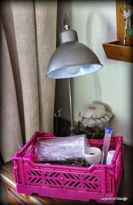 Seeds et Bilan de mes semis... Seeds et Bilan de mes semis...