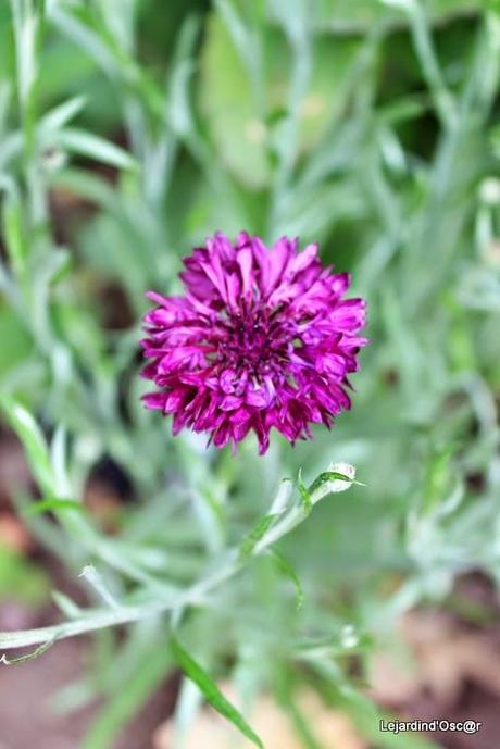 Seeds et Bilan de mes semis... Seeds et Bilan de mes semis...