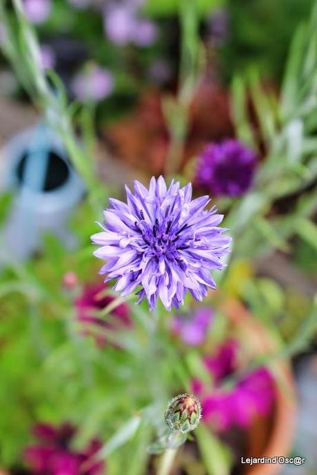 Seeds et Bilan de mes semis... Seeds et Bilan de mes semis...