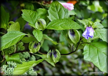 Seeds et Bilan de mes semis... Seeds et Bilan de mes semis...