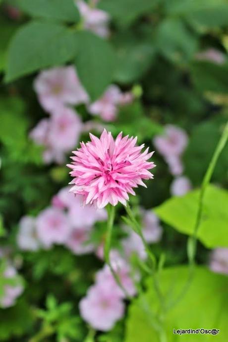 Seeds et Bilan de mes semis... Seeds et Bilan de mes semis...