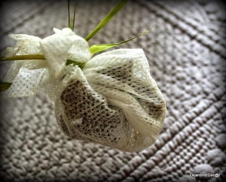 Seeds et Bilan de mes semis... Seeds et Bilan de mes semis...