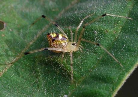 Thwaitesia_Spider araignees jolie belle couleur miroir mogwaii (2)