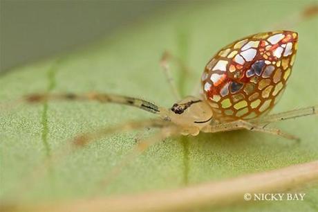 Thwaitesia_Spider araignees jolie belle couleur miroir mogwaii (3)
