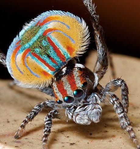 araignees jolie belle couleur spider pretty mogwaii (19)