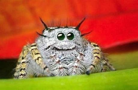 araignees jolie belle couleur spider pretty mogwaii (8)