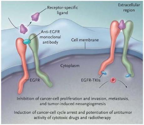 Erlotinib seul ou avec bevacizumab comme thérapie de première intention chez des patients atteints de cancer non squameux du poumon non à petites cellules avancé présentant des mutations EFGR (JO25567) : une étude de phase 2 multicentrique, ouverte et ...