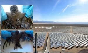 Des oiseaux retrouvés morts au pied de la station solaire thermique d'Ivanpah .