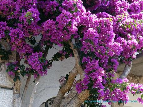 Fini les vacances ! vacances rentrée Capri capri by milanese special selection 3 Fini les vacances !