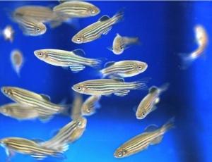 BIOLOGIE cellulaire: Mais comment le poisson zèbre s'habille de rayures ? – Science