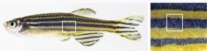 BIOLOGIE cellulaire: Mais comment le poisson zèbre s'habille de rayures ? – Science