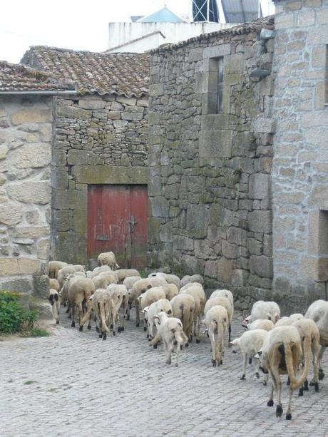 calvao - moutons - Portugal