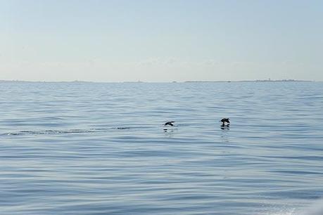 La Photo du lundi 1er septembre 2014 : rentrée insulaire… île mystère