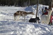 Québec : patiner dans une forêt bien perdue Québec : patiner dans une forêt bien perdue