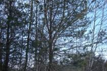 Québec : patiner dans une forêt bien perdue Québec : patiner dans une forêt bien perdue