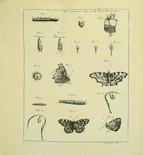 Edition originale et premier tirage de la première véritable histoire scientifique des insectes. Reaumur pl1 Edition originale et premier tirage de la première véritable histoire scientifique des insectes.