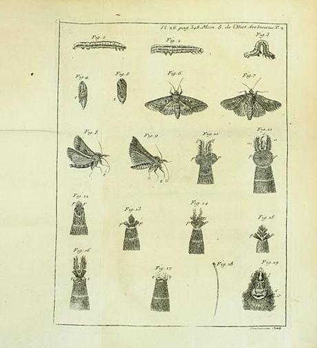 Edition originale et premier tirage de la première véritable histoire scientifique des insectes. Reaumur pl2 Edition originale et premier tirage de la première véritable histoire scientifique des insectes.