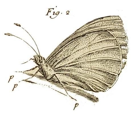 Edition originale et premier tirage de la première véritable histoire scientifique des insectes. 23. Reaumur fig Edition originale et premier tirage de la première véritable histoire scientifique des insectes.