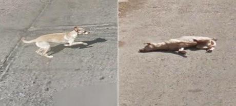 Une voiture Google Street View renverse un chien au Chili. Une voiture Google Street View renverse un chien au Chili.