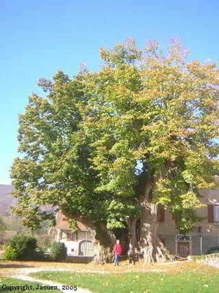 Arbre remarquable-Villes-01