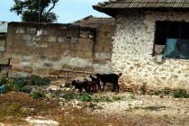 Les Massaï s’occidentalisent à Zanzibar Les Massaï s’occidentalisent à Zanzibar