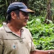 Refugio Amazonas : visite d’une plantation
