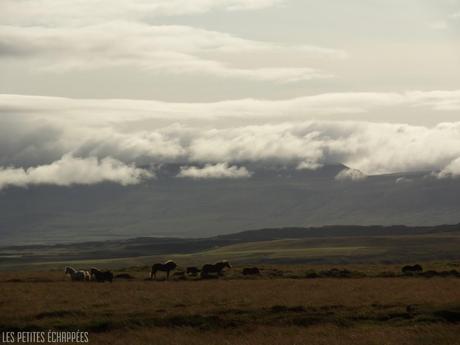 Viking Horses Iceland