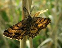 La Phalène picotée, Ematurga atomaria La Phalène picotée, Ematurga atomaria