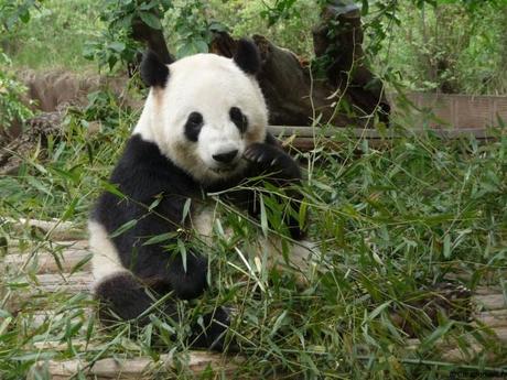 La panda, animal menacé Les pandas de Chengdu, trésor de la Chine