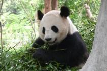 Les pandas de Chengdu, trésor de la Chine Les pandas de Chengdu, trésor de la Chine
