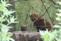 Les pandas de Chengdu, trésor de la Chine Les pandas de Chengdu, trésor de la Chine