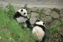 Les pandas de Chengdu, trésor de la Chine Les pandas de Chengdu, trésor de la Chine