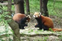 Les pandas de Chengdu, trésor de la Chine Les pandas de Chengdu, trésor de la Chine