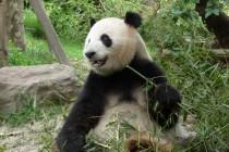 Les pandas de Chengdu, trésor de la Chine Les pandas de Chengdu, trésor de la Chine