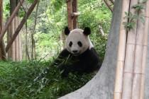 Les pandas de Chengdu, trésor de la Chine Les pandas de Chengdu, trésor de la Chine