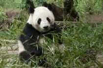 Les pandas de Chengdu, trésor de la Chine Les pandas de Chengdu, trésor de la Chine