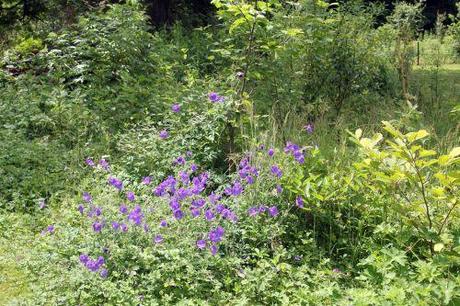 Geranium Rozanne geranium romi 13 juin 2012 001 (89).jpg