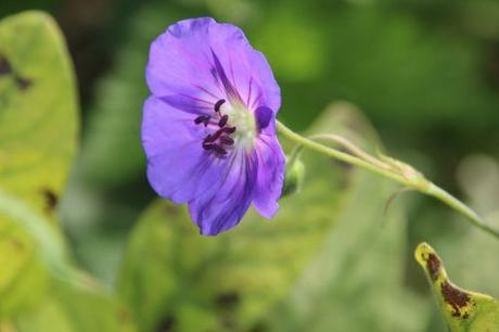 Geranium Rozanne 3 geranium rozanne romi 31 aoûtv 2014 001 (1).jpg