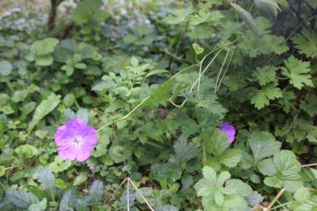 Geranium Rozanne 0 geranium romi 3 août 2014 009 (1).jpg