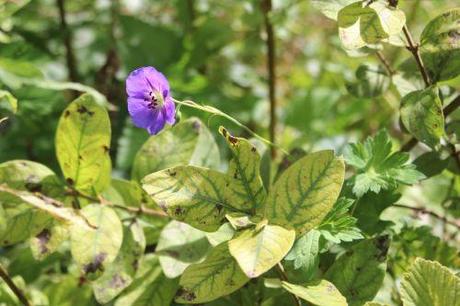 Geranium Rozanne 2 geranium rozanne romi 31 aoûtv 2014 001 (2).jpg