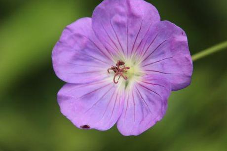 Geranium Rozanne 1 geranium romi 3 août 2014 009 (2).jpg