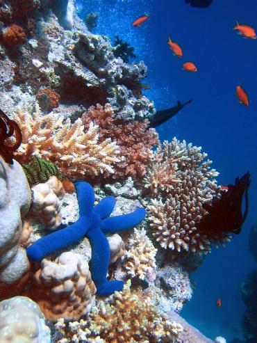 Etoile de mer bleue dans la Grande barrière de corail