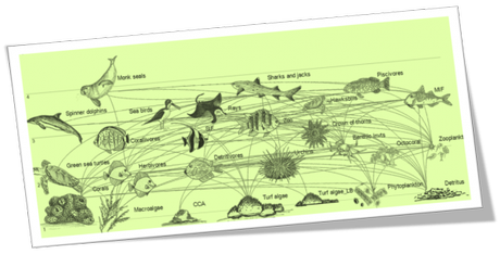 Schéma des interactions dans l'écosystème d'un récif coralllien