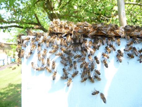 La récolte de miel 2014 est catastrophique en France et en Europe