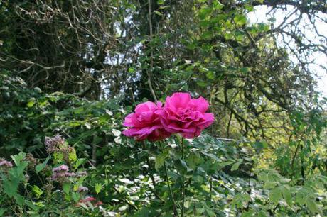 Rosa 'Korbilant' et bébé escargot 1 korbilant romi 7 sept 2014 003.jpg