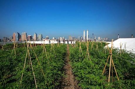 Brooklyn grange c’est énorme ! brooklyn-grange-brooklyn-navy-yard-537x358